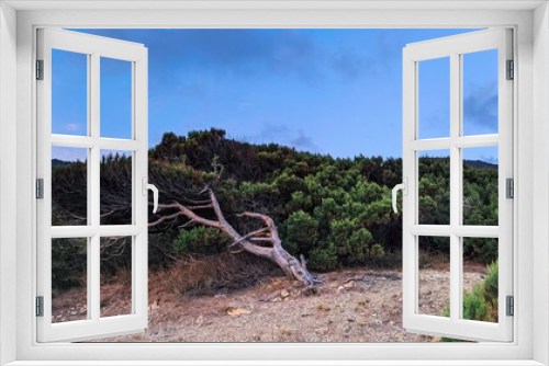 Fototapeta Naklejka Na Ścianę Okno 3D - Wood