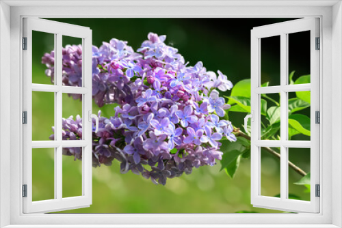 Fototapeta Naklejka Na Ścianę Okno 3D - A branch lilac blossoms. Blurry background and bokeh. Blooming syringa branch in springtime. Beautiful spring flowers in orchard.