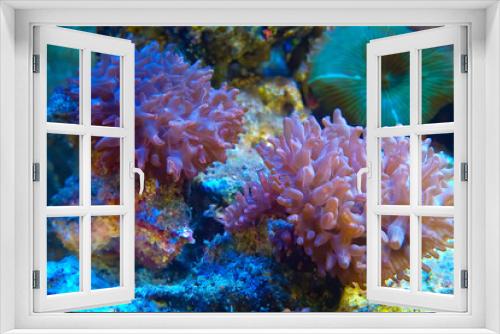 Fototapeta Naklejka Na Ścianę Okno 3D - Macro photography of a Brown Mushrooms corals  called Rhodacticus in a salt water aquarium.