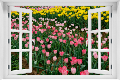 Fototapeta Naklejka Na Ścianę Okno 3D - Tulips in full bloom in the park