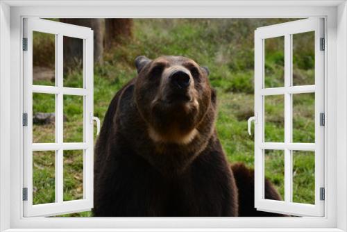 Fototapeta Naklejka Na Ścianę Okno 3D - brown bear portrait