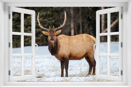 Fototapeta Naklejka Na Ścianę Okno 3D - Bull elk in Banff National Park, Alberta, Canada in winter