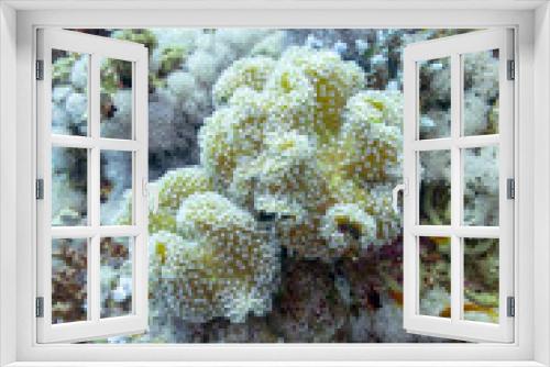 Fototapeta Naklejka Na Ścianę Okno 3D - Colorful coral reef at the bottom of tropical sea, sarcophyton leather coral, underwater landscape