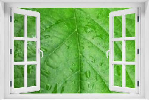 Fototapeta Naklejka Na Ścianę Okno 3D - green leaf with water drops
