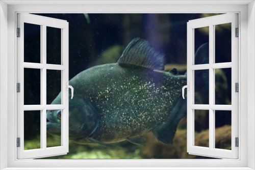 Fototapeta Naklejka Na Ścianę Okno 3D - Red piranha (Pygocentrus nattereri).