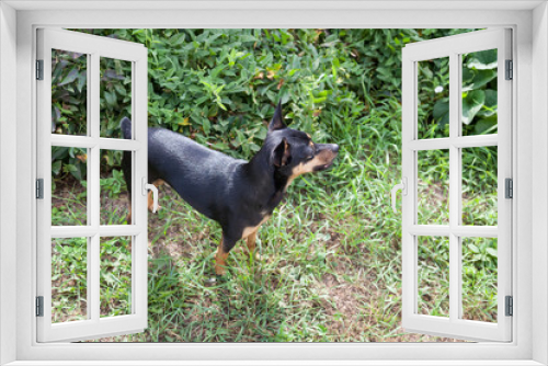 Fototapeta Naklejka Na Ścianę Okno 3D - Top view of a small dog of the Miniature Pinscher breed of black and brown on a background of green grass with an open mouth on a walk on a summer day.