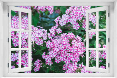 Fototapeta Naklejka Na Ścianę Okno 3D - inflorescence flowers pink Phlox close-up in the garden. Bushes of beautiful small fragrant pink flowers in the garden