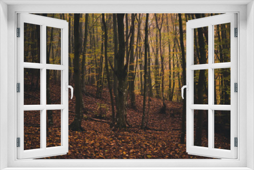 Fototapeta Naklejka Na Ścianę Okno 3D - a cloudy day in the magical forest during autumn season with fog and colorful leaves