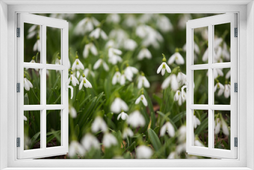 Fototapeta Naklejka Na Ścianę Okno 3D - Snow drop flowers close-up, flowery field white and green colors as first marks of spring time.