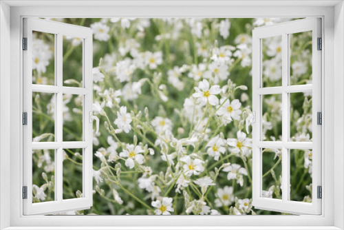 Fototapeta Naklejka Na Ścianę Okno 3D - Ornamental flowers of white color on a plant.