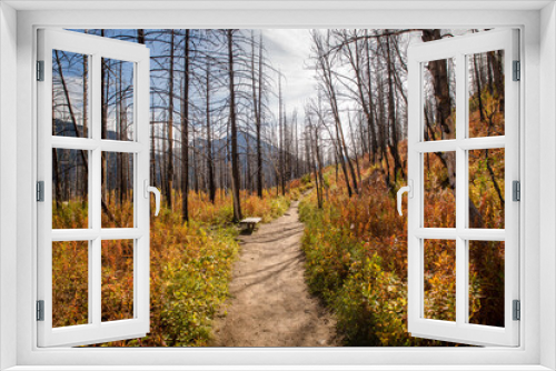 Fototapeta Naklejka Na Ścianę Okno 3D - Haunting burnt mountain forest pathway in fall