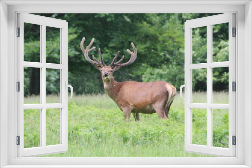 Fototapeta Naklejka Na Ścianę Okno 3D - Red Deer, Windsor Great Park, United Kingdom.