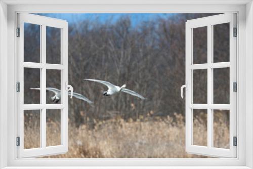 Fototapeta Naklejka Na Ścianę Okno 3D - 雪の中安曇野に飛来した白鳥