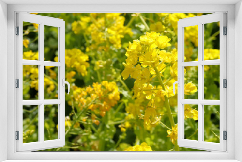 Fototapeta Naklejka Na Ścianę Okno 3D - 菜の花 菜花 イエロー 黄色 鮮やか 美しい 可憐 花畑 なのはな 穏やか 