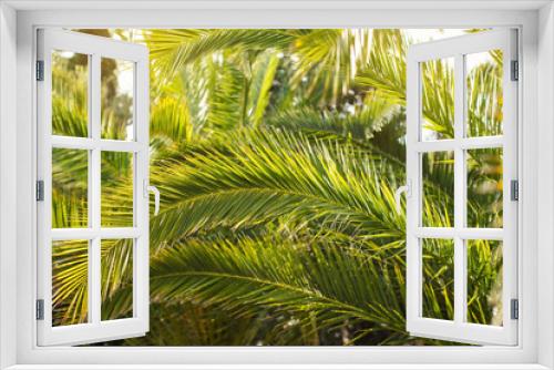 Fototapeta Naklejka Na Ścianę Okno 3D - Green palm leaves, sun shines in background, only few blades focus abstract tropical background