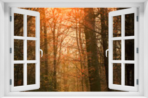Fototapeta Naklejka Na Ścianę Okno 3D - Herbst, Sonne, Wald, Natur