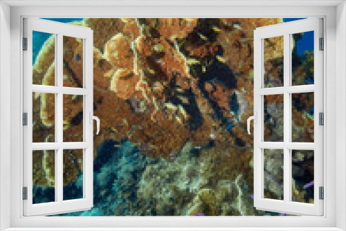 Fototapeta Naklejka Na Ścianę Okno 3D - A reef with corals of different shapes and textures with drivers in the background. The lamellar fire coral is illuminated.