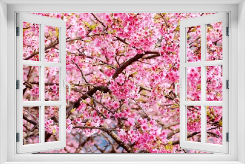 Fototapeta Naklejka Na Ścianę Okno 3D - The beautiful pink cherry blossoms in spring time. Cherry blossoms over blue sky.