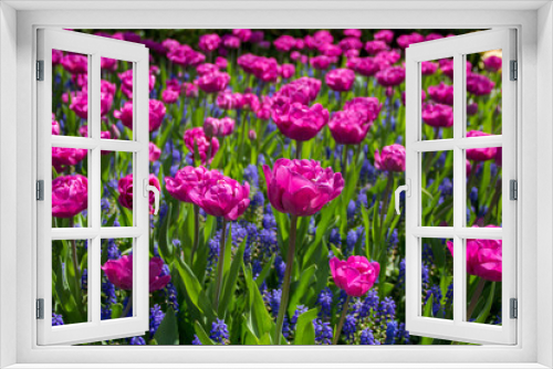 Fototapeta Naklejka Na Ścianę Okno 3D - pink tulips and purple flowers filed