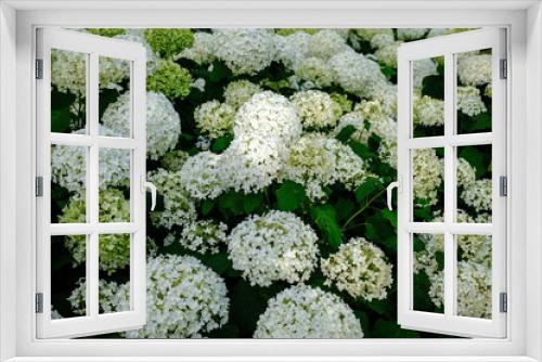 Fototapeta Naklejka Na Ścianę Okno 3D - White blooming flowers in spring, Hydrangea macrophylla, flowering plant, deciduous shrub