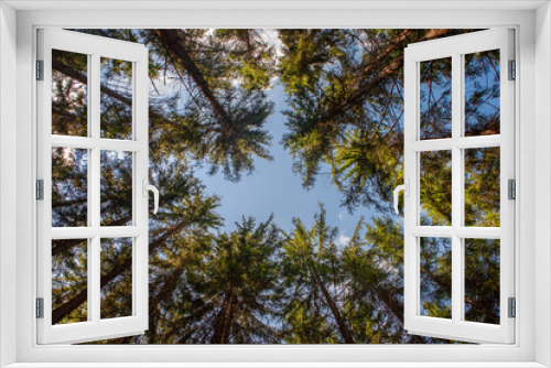 Fototapeta Naklejka Na Ścianę Okno 3D - trees in the sky