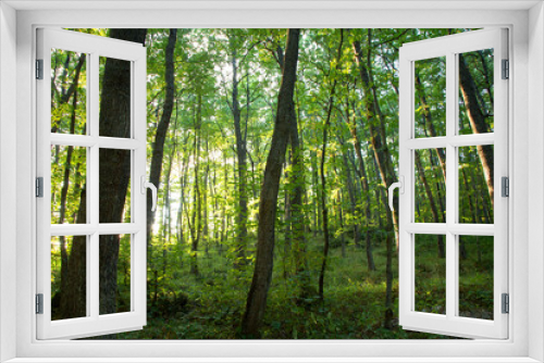 Fototapeta Naklejka Na Ścianę Okno 3D - foresta