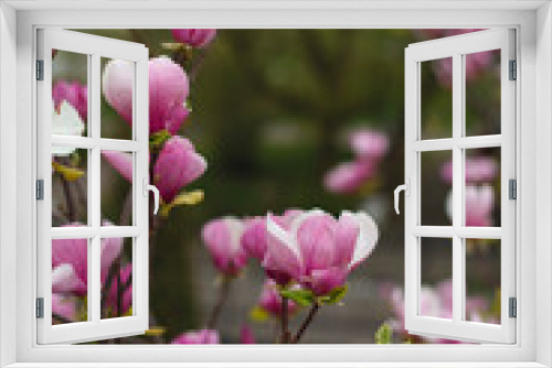 Fototapeta Naklejka Na Ścianę Okno 3D - blooming branches of pink magnolia close-up