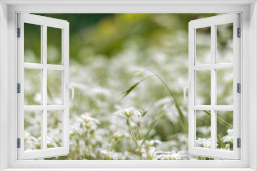 Fototapeta Naklejka Na Ścianę Okno 3D - field of daisies