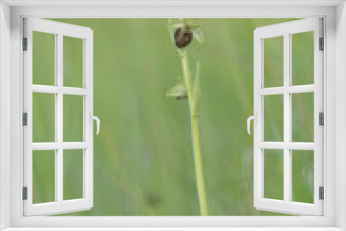 Fototapeta Naklejka Na Ścianę Okno 3D - Ophrys araignée