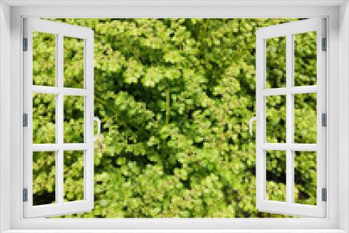 Fototapeta Naklejka Na Ścianę Okno 3D - Garden of succulent creeping plants (Sedum) green stonecrops filling the entire frame.