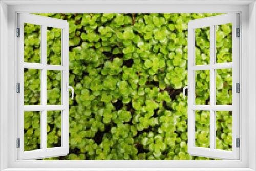 Fototapeta Naklejka Na Ścianę Okno 3D - Garden of succulent creeping plants (Sedum) green stonecrops filling the entire frame.