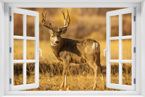 Fototapeta Naklejka Na Ścianę Okno 3D - Mule Deer Trophy buck in field
