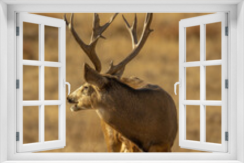 Fototapeta Naklejka Na Ścianę Okno 3D - Mule Deer Trophy Buck looking back
