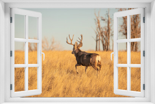 Fototapeta Naklejka Na Ścianę Okno 3D - Mule Deer Trophy buck walking in field