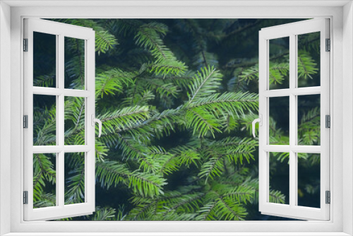 Fototapeta Naklejka Na Ścianę Okno 3D - Christmas background with beautiful green pine tree brunch close up.