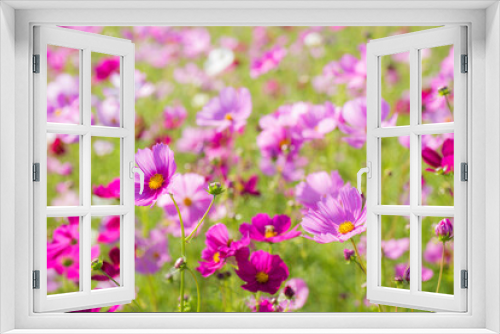 Fototapeta Naklejka Na Ścianę Okno 3D - ピンク色のコスモスのお花畑