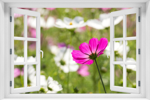 Fototapeta Naklejka Na Ścianę Okno 3D - 白い花をバックに後ろ向きの濃いピンクのコスモスの花