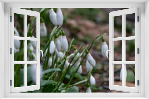 Fototapeta Naklejka Na Ścianę Okno 3D - Snowdrops in the forest. The first spring flowers. Hello spring concept