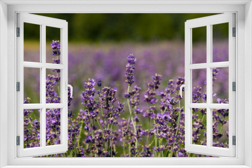 Fototapeta Naklejka Na Ścianę Okno 3D - Closeup of lavender