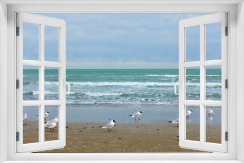 Fototapeta Naklejka Na Ścianę Okno 3D - Gulls on the sandy beach in Rimini