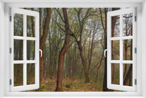 Fototapeta Naklejka Na Ścianę Okno 3D - Spring forests