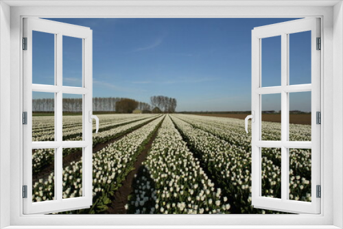 Fototapeta Naklejka Na Ścianę Okno 3D - a beautiful landscape in holland in springtime with a bulb field with white tulips and a farm and a blue sky in the background in springtime