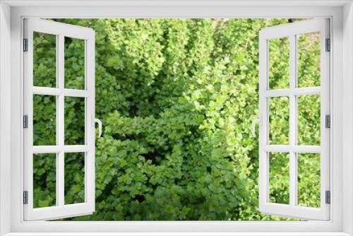 Fototapeta Naklejka Na Ścianę Okno 3D - Dense bush with tiny leaves