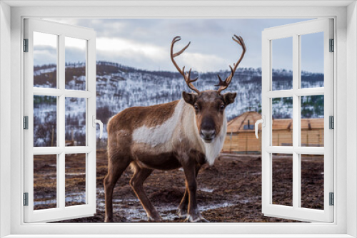 Fototapeta Naklejka Na Ścianę Okno 3D - bull elk in park national park