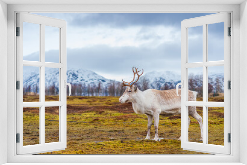 Fototapeta Naklejka Na Ścianę Okno 3D - brown reindeer in the woods