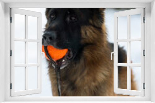 Fototapeta Naklejka Na Ścianę Okno 3D - Portrait of a German Shepherd who holds an orange ball in his teeth