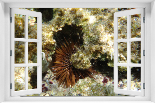 Fototapeta Naklejka Na Ścianę Okno 3D - Morze Czerwone, ryby, koralowce, nurkowanie, płaszczka, meduza, wakacje, woda słońce, moczarki