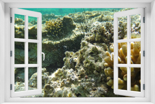 Fototapeta Naklejka Na Ścianę Okno 3D - Morze Czerwone, ryby, koralowce, nurkowanie, płaszczka, meduza, wakacje, woda słońce, moczarki