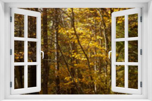 Fototapeta Naklejka Na Ścianę Okno 3D - Fall forest scene, Pocono Mountains, Pennsylvania, USA