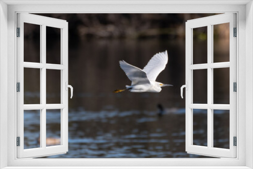 Fototapeta Naklejka Na Ścianę Okno 3D - Elegant Snowy White Egret glides over the lagoon pond water surface with white feathers reflecting the warmth of morning sunlight.